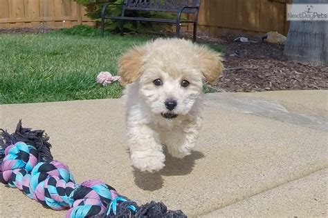 maltipoo puppies for sale san diego|maltipoo breeder southern california.